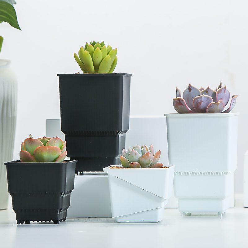 Meshpot Mọng Nước Nồi Nhựa Hoa - đánh giá và giá Echeveria Succulent